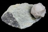 Lot: Lot of Blastoid Fossils On Shale - Pieces #70897-3